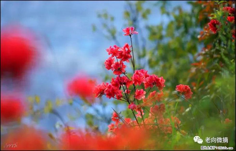 【春天，广西桂林灌阳县向您发出邀请！】登麒麟山，相约映山红 - 游山玩水 - 铜川生活社区 - 铜川28生活网 tc.28life.com