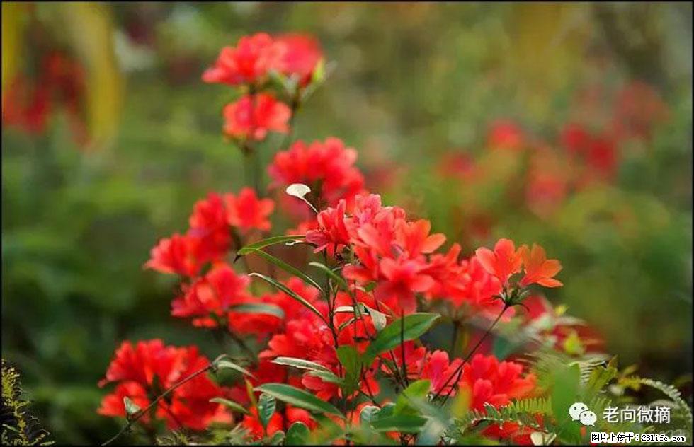 【春天，广西桂林灌阳县向您发出邀请！】登麒麟山，相约映山红 - 游山玩水 - 铜川生活社区 - 铜川28生活网 tc.28life.com