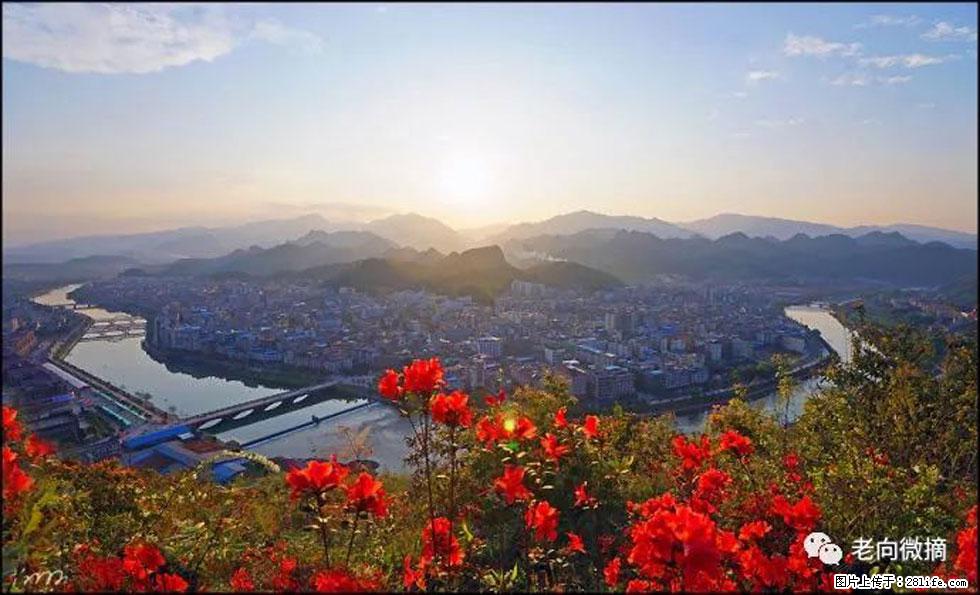 【春天，广西桂林灌阳县向您发出邀请！】登麒麟山，相约映山红 - 游山玩水 - 铜川生活社区 - 铜川28生活网 tc.28life.com