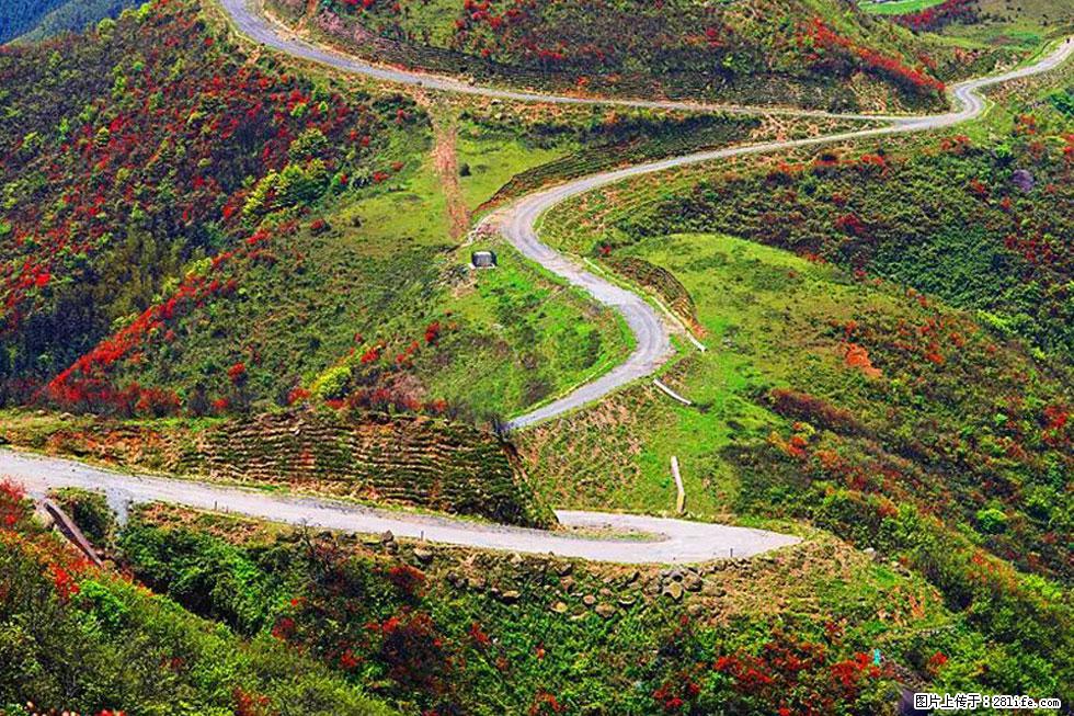 【春天，广西桂林灌阳县向您发出邀请！】春木界上映山红 - 游山玩水 - 铜川生活社区 - 铜川28生活网 tc.28life.com