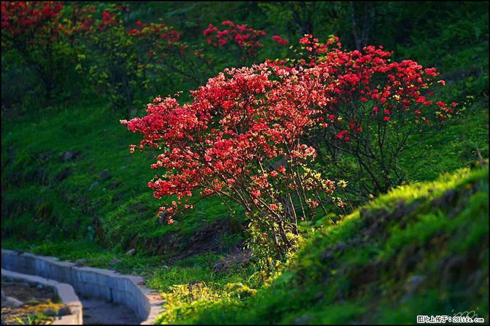 【春天，广西桂林灌阳县向您发出邀请！】春木界上映山红 - 游山玩水 - 铜川生活社区 - 铜川28生活网 tc.28life.com