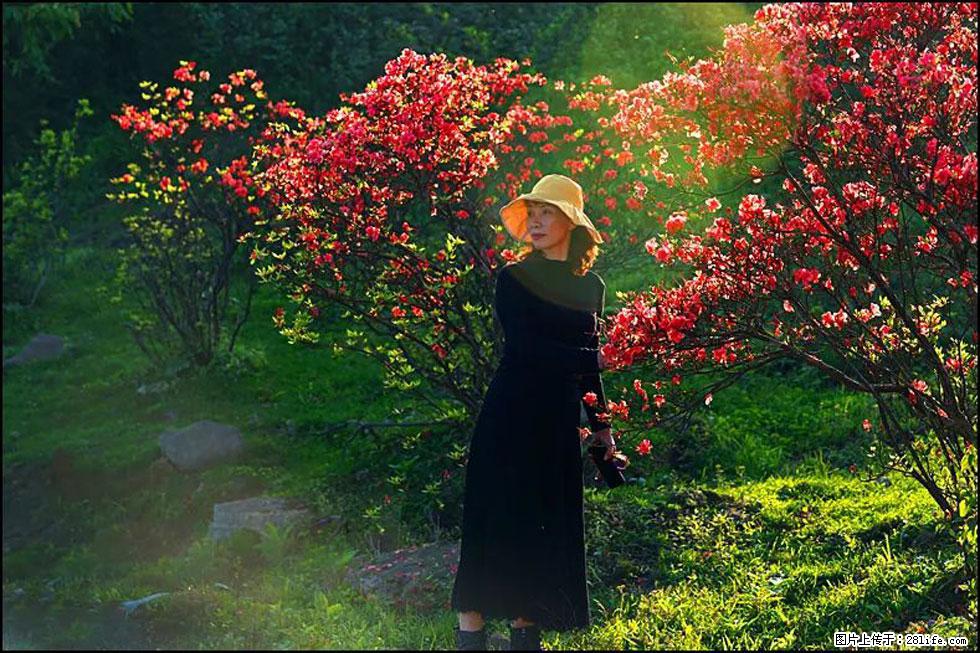 【春天，广西桂林灌阳县向您发出邀请！】春木界上映山红 - 游山玩水 - 铜川生活社区 - 铜川28生活网 tc.28life.com