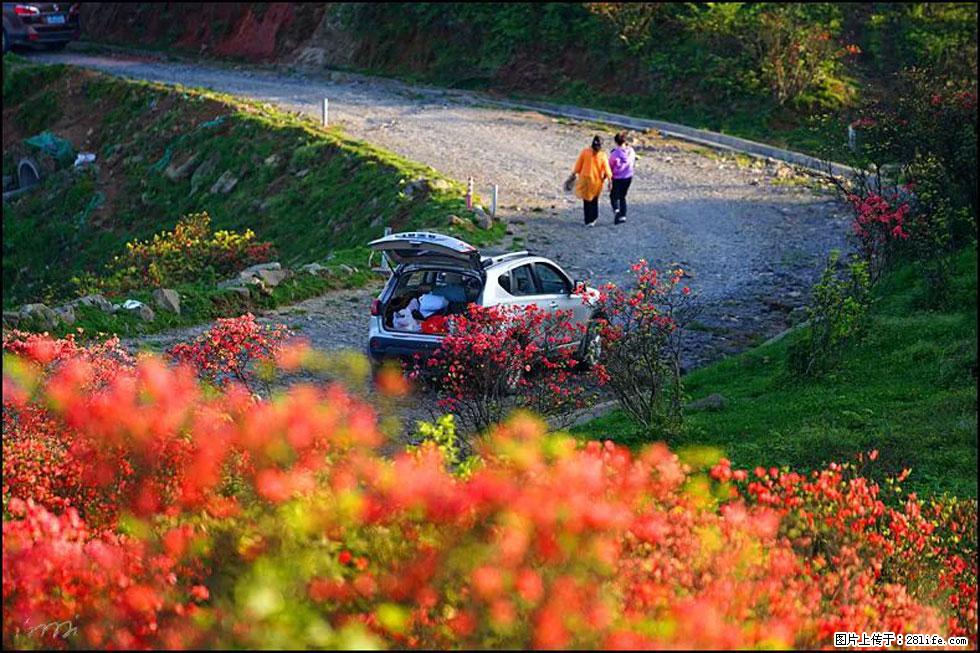【春天，广西桂林灌阳县向您发出邀请！】春木界上映山红 - 游山玩水 - 铜川生活社区 - 铜川28生活网 tc.28life.com