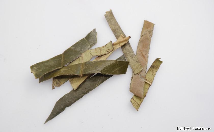 苦丁茶有哪些功效和作用 - 生活百科 - 铜川生活社区 - 铜川28生活网 tc.28life.com