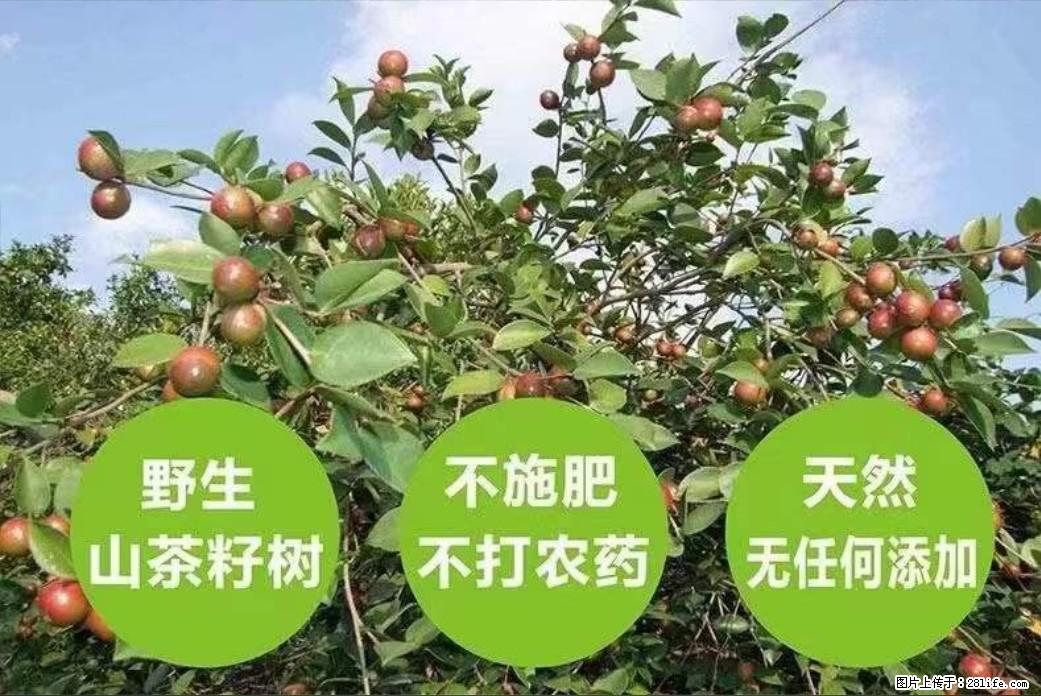 【灌阳县油茶产业示范区】一个有着充实的精神生活的人,对待身外之物自会有一种淡泊的态度 - 土特产 - 饮食特产 - 铜川分类信息 - 铜川28生活网 tc.28life.com