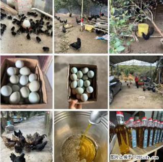 油茶园从小鸡仔开始养起的纯土鸡、土鸡蛋可以预定啦！还有前几天刚榨的纯山茶油哦 - 铜川28生活网 tc.28life.com