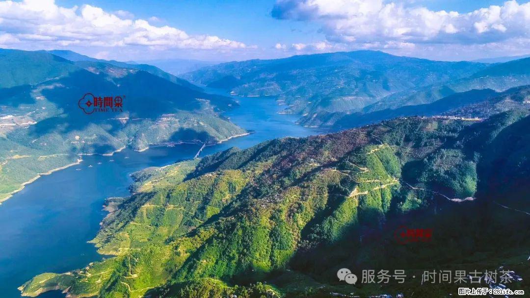 时间果百年古树龙珠普洱生茶 - 购物交流 - 铜川生活社区 - 铜川28生活网 tc.28life.com