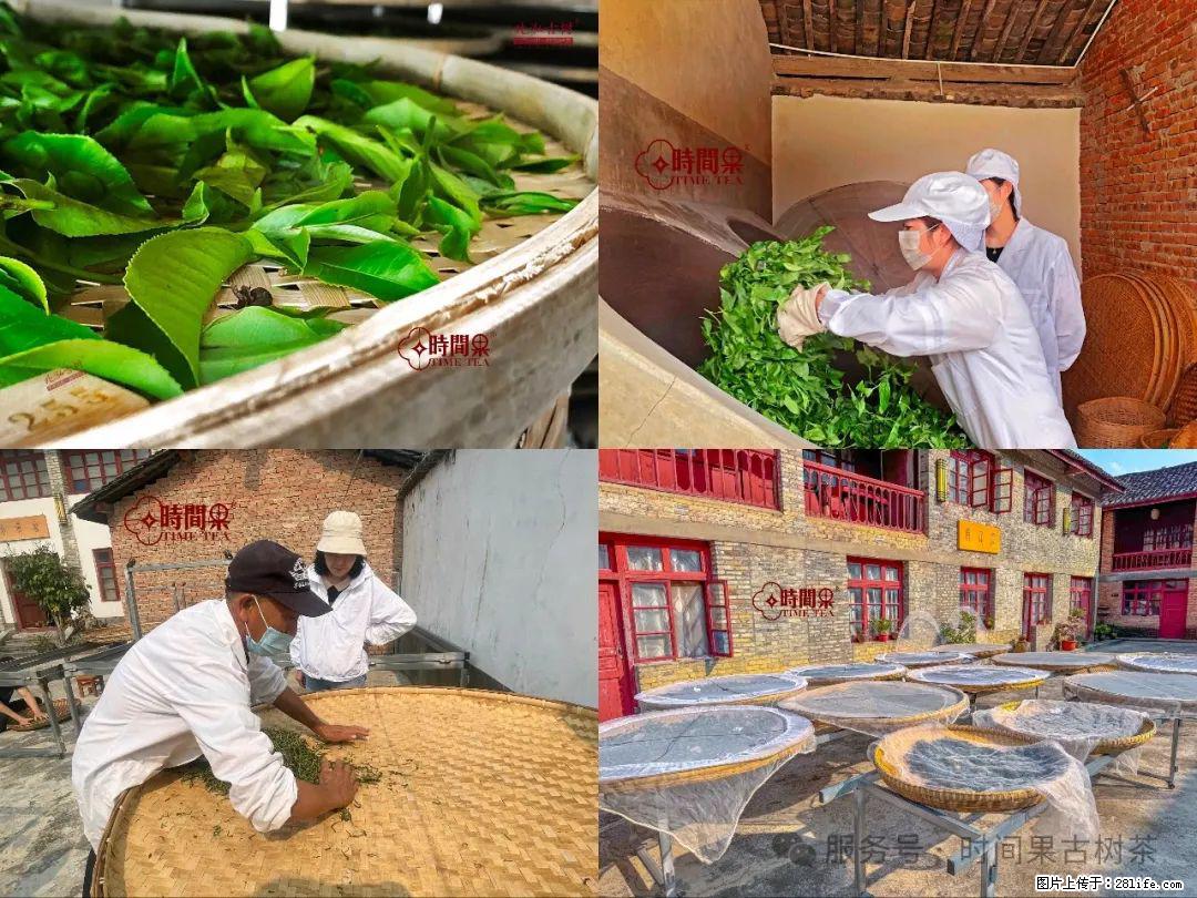 时间果百年古树龙珠普洱生茶 - 购物交流 - 铜川生活社区 - 铜川28生活网 tc.28life.com