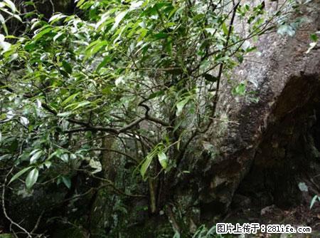 平乐石崖茶，珍贵仅次于金花茶 - 铜川生活资讯 - 铜川28生活网 tc.28life.com