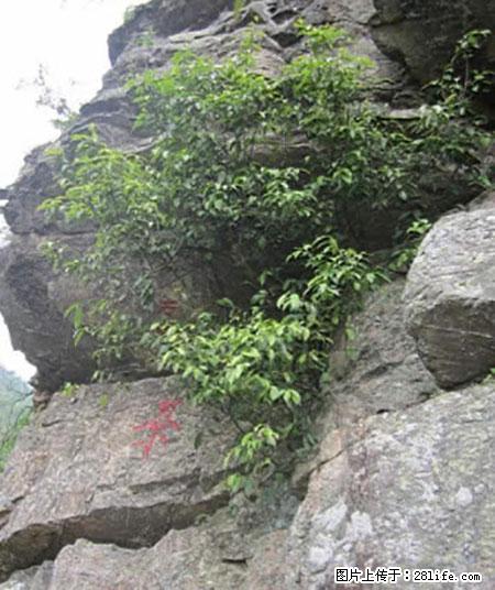 平乐石崖茶，珍贵仅次于金花茶 - 铜川生活资讯 - 铜川28生活网 tc.28life.com