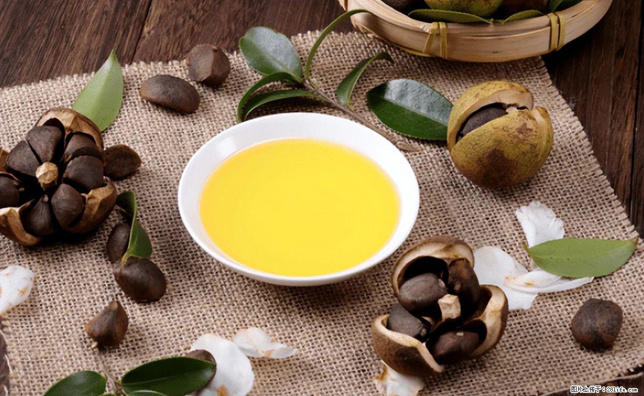 揭秘茶油的5大核心营养成分！被称为人体健康的“守护盾”！ - 铜川生活资讯 - 铜川28生活网 tc.28life.com