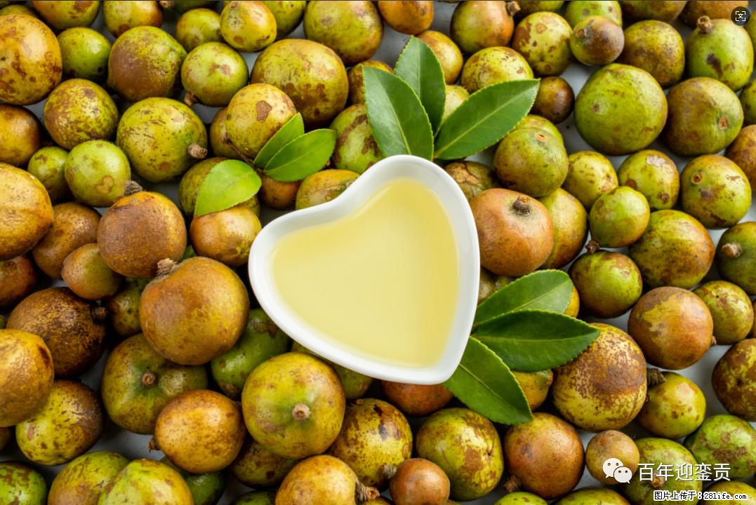 世界没有真相，只有认知，最好的食用油是中国的山茶油！ - 铜川生活资讯 - 铜川28生活网 tc.28life.com