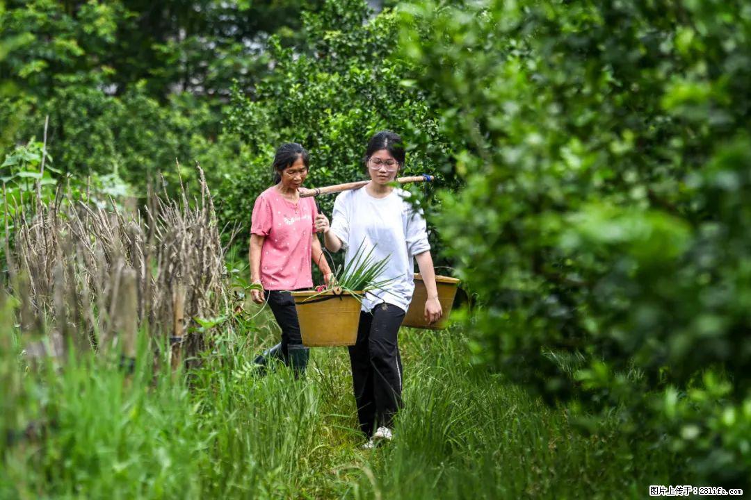 全网追的“扁担女孩”,找了一份暑假工,时薪12元 - 铜川生活资讯 - 铜川28生活网 tc.28life.com