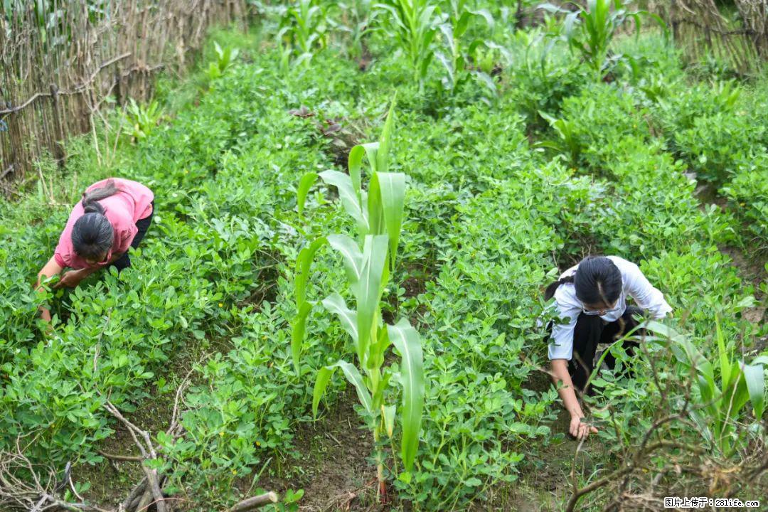 全网追的“扁担女孩”,找了一份暑假工,时薪12元 - 铜川生活资讯 - 铜川28生活网 tc.28life.com