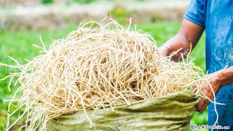 堪称“最难吃”的蔬菜，却是 “抗辐射神器”，还能护肺、清热、止咳化痰！ - 铜川生活资讯 - 铜川28生活网 tc.28life.com