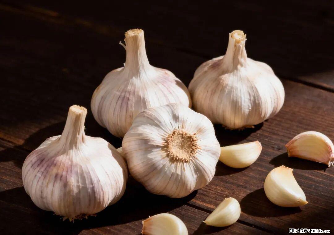 关于大蒜，除了“天然抗生素”，这4个谣言更该警惕! - 铜川生活资讯 - 铜川28生活网 tc.28life.com