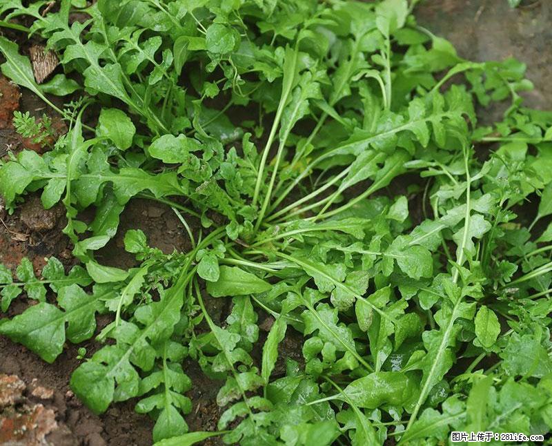 这些蔬菜是“天然钙片”，这6种被医生重点推荐 - 铜川生活资讯 - 铜川28生活网 tc.28life.com