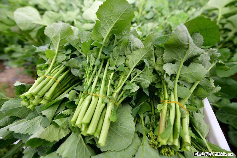 这些蔬菜是“天然钙片”，这6种被医生重点推荐 - 铜川生活资讯 - 铜川28生活网 tc.28life.com